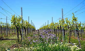 vineyard, vines, wine Growing, viticulture, landscape