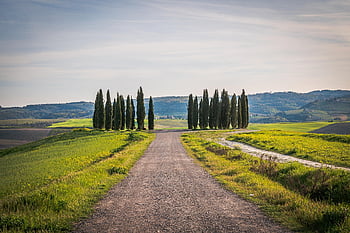 barley Fields, barley, canola Flowers, travel, nature, san Quirio, toscana, italy, undulating