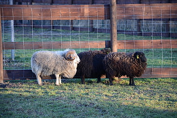 ovce, RAM, aries, savec, Černá, rohatý, bílý, zvíře, vlna, rohy, Příroda