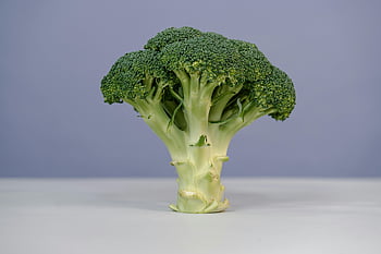 broccoli verdi, Broccoli ravvicinati, Broccoli Freschi, testa di broccoli, superficie bianca, bellezza naturale, verdura, cibo salutare, verdura verde, Focche di broccoli, gambo di broccoli