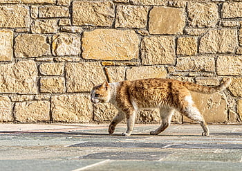 cat, stray Cat, stone Wall, walking, street Cat, pet, domestic Cat, feline, nature, animal, outdoors