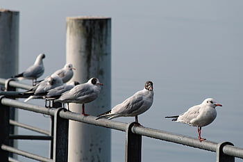 port, nature, birds, wildlife, lutry, vaud, switzerland, lake Geneva, jetty, fishing Village, animals