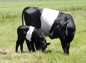 vaca, bezerro, fielder de pano preto e branco, lakenvelder, corrida holandesa, raça de gado, Papel do, animais, grama, natureza, Prado