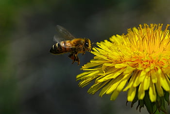 květ, Příroda, květinové tapety, včela, opylování, krásné květiny, květinové pozadí, pampeliška, hmyz, entomologie, makro