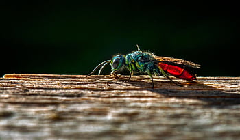 ruby-tailed Wasp, insect, pest, cuckoo Wasp, wasp, chrysis Ignita, parasite, parasitic, kleptoparasite, nature, closeup