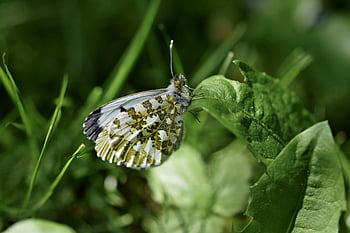 aurora motýl, motýl, hmyz, křídlo, list, rostlina, zahrada, Příroda, zblízka