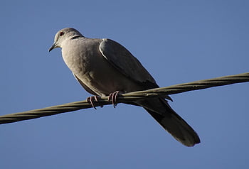 Vogel, Taube, Eurasische Türkentaube, Streptopelia decaocto, Kragentaube, Ring Taube, Fauna, Tierwelt, Jaipur, Natur, Indien