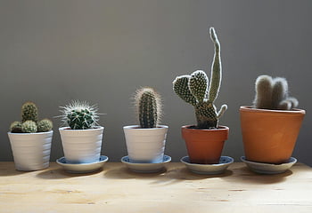 cactus plants, potted cacti, indoor plants, sunlit table, wooden table, different cacti types, indoor cacti, cacti arrangement, potted plants, indoor gardening, cactus varieties