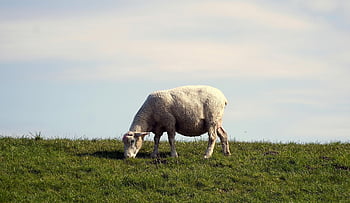 sheep, animal, mammal, species, wool, livestock, nature, dike, landscape