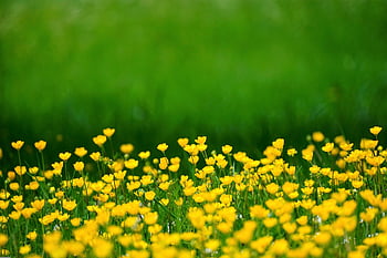 ranuncoli, fiore, carta da parati floreale, prato, giallo, fiorire, bellissimi fiori, fioritura, giardino, primavera, campo
