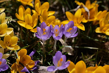 crocuses, ความผิดพลาดในช่วงต้น, ฤดูใบไม้ผลิ, ธรรมชาติ, ดอก, เบ่งบาน, กลีบดอก, ดอกไม้ฤดูใบไม้ผลิ, ใกล้ชิด, ตื่นฤดูใบไม้ผลิ, สวน