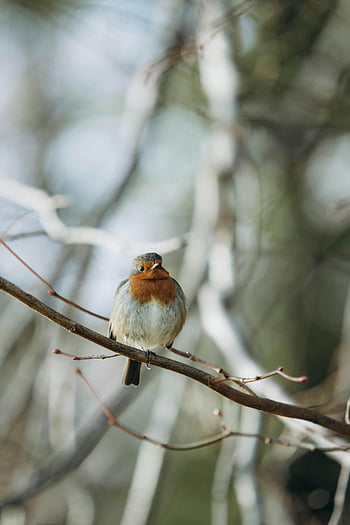 pettirosso europeo, ramo di un albero, sfondo sfocato, la bellezza della natura, fotografia di uccelli, fotografia naturalistica, scena all'aperto, piccolo uccello, ambiente naturale, scena invernale, uccello appollaiato