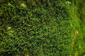 green leafed plant, lush green moss, detailed close-up, rich texture, green moss, surface growth, natural texture, green foliage, mossy surface, plant texture, green plant