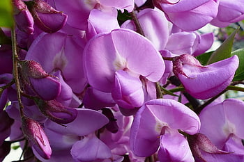 flowers, acacia, bloom, blossom, botany