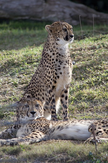 big Cat, cheetah, predator, africa, wild, nature, dangerous, wildlife, wildcat, speed, carnivores