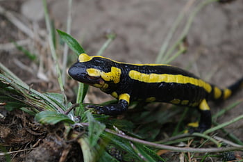 mlok, puntíkovaný, Černá, žlutá, obojživelník, zvíře, strašidelný, Příroda, fauna, plaz, stvoření