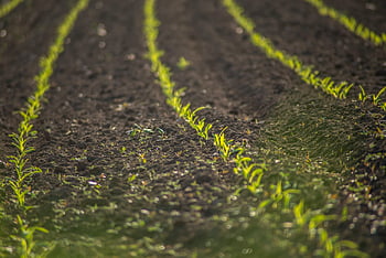 field, cultivation, plants, grass, meadow, landscape, flora, nature, rural, agriculture, arable