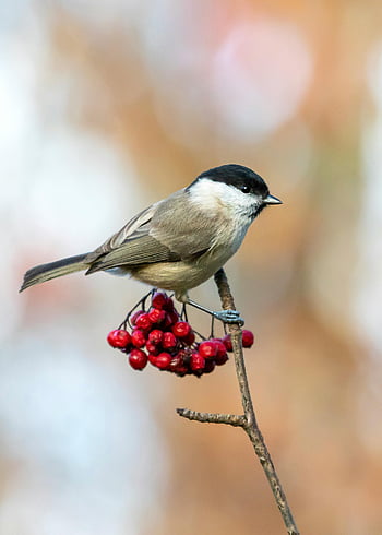 marsh tit, poecile palustris, posazený, větvička, červené bobule, přírodní prostředí, pták, volně žijících živočichů, Příroda, větev, ptačí