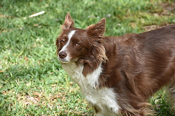 Hund, Border Collie, Gras, Eckzahn, Haustier, Tier, Haushund, Säugetier, Natur, draußen