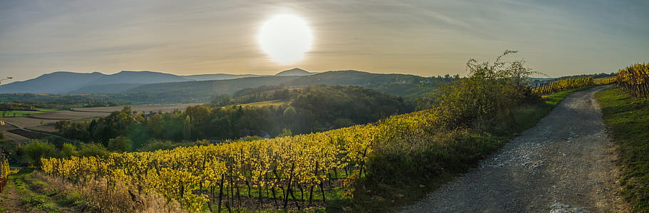 Vosges Foothills, vinice, hory, krajina, slunce, cesta, Mont Saint-Odile, panoráma, belvedere, kopec, západ slunce