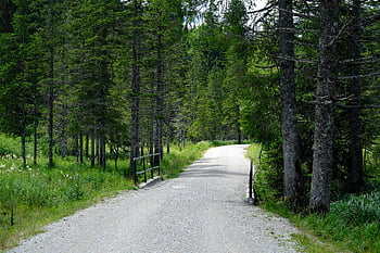 les, stromy, dobrodružství, stezka, krajina, Příroda, prázdnin, zotavení, horská turistika, turistické stezky, turistika