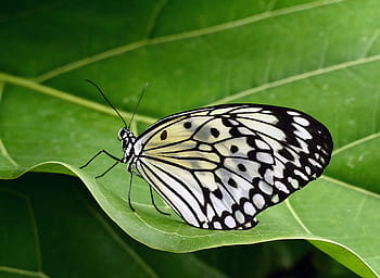 mariposa, cometa de papel, idea leuconoe, naturaleza, en blanco y negro, macro, amarillo claro, marron oscuro, vuelo débil, regiones boscosas, sur de China