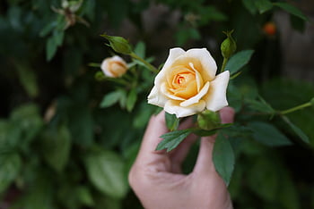 osoba trzymająca różę, żółta róża, fotografia selektywna, Zamknąć widok, Róża w kolorze brzoskwini, Lush Garden, delikatne holowanie, fotografia kwiatowa, fotografia przyrodnicza, Obraz kwiatowy, ręka trzyma kwiat