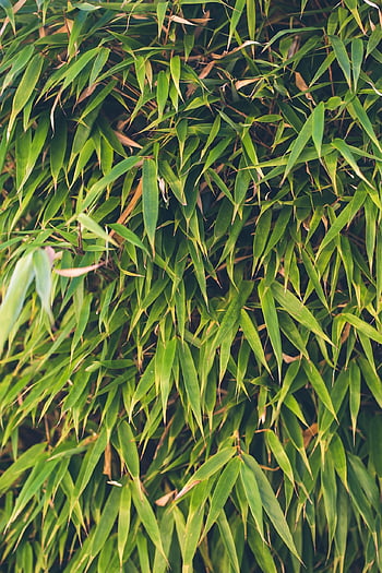 background, texture, bamboo, jungle, nature, asia, plant