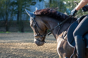 horseback Riding, horse, nature, pony, riding Horse, riding Pony, equestrian