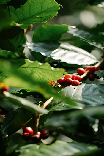 coffee shrub, red berries, plantation, vibrant shot, ripe red coffee berries, lush green plant, outdoors, coffee plantation, coffee berries, green leaves, coffee plant
