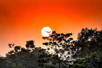 sunset sky, tree branches, vibrant sunset, dense forest, serene landscape, sunset illumination, forest silhouette, orange sky, nature scene, evening view, sunset photography