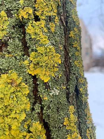lav, träd, trunk, mossa, bark, trä, natur, textur