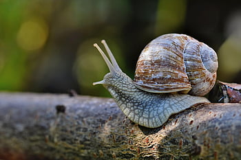 slak, mouw, weekdier, schelp, dier, dieren in het wild, sonde, slijm, omhulsel, kruipen, langzaam