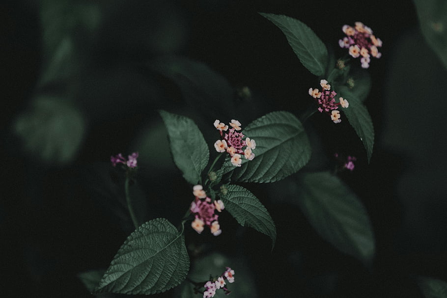 焦点の当たった、 クローズアップ写真、 繊細なピンクの花、 黄色い花、 緑豊かな葉、 暗い背景、 咲く花、 花の詳細、 自然写真、 マクロ撮影、 花のクローズアップ