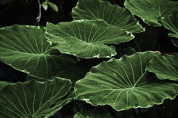 Frunză de formă verde de inimă, frunze vibrante de taro verzi, Captură în aer liber în apropiere, frumusețea complicată a naturii, frunze verzi, frunze de taro, fotografie în aer liber, frunze textura, model de frunze, vene de frunze, Detalii frunze