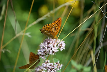 imperial Coat, silver Line, butterfly, butterflies, flower, pollination, insect, edelfalter, fauna, animal, nature