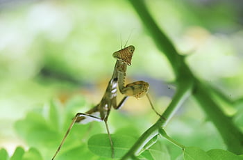 mantide, insetto, natura, mantide religiosa, pianta, entomologia, zoologia, biologia, apparato boccale degli insetti