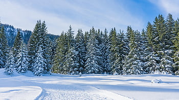 winter, trees, nature, season, snow, outdoors, forest, winter Landscape, wintry, covered In Snow, winter Forest