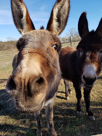 Esel, Pony, Pferd, Maultier, Tier, Natur, Ohren, Bauernhof, ländlich, Porträt