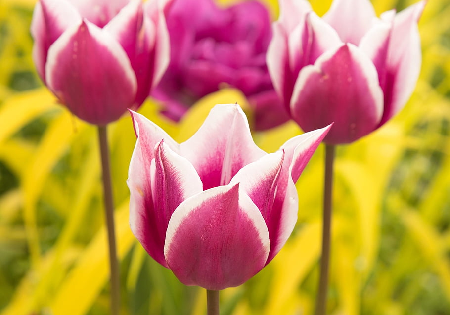 tulips, pink Flowers, pink Tulips, spring, flowers, nature, garden, blooming, flora, blossom, close Up
