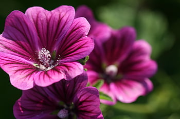 viola, fiore, sfondo, avvicinamento, natura, giardino, fiori, flora, pianta, verde, bellezza