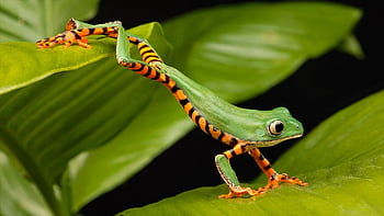 animal, desktop Backgrounds, nature Wallpaper, hd Wallpaper, frog, nature, Wallpaper 1920x1080, nature Background, forest, beautiful Wallpaper, green Nature