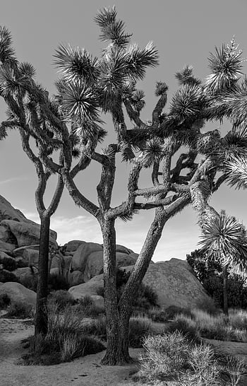 Joshua trees, rocks, black and white, arid landscape, rugged rocks, iconic Joshua trees, desert, monochrome, natural scenery, outdoor photography, Joshua Tree National Park