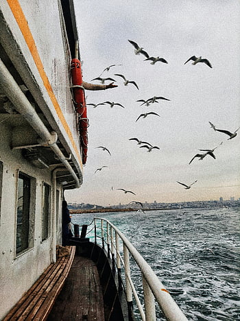 måger, flyvende, hav, skib, færge, istanbul, overskyet himmel, fugle, ocean, rejse, natur