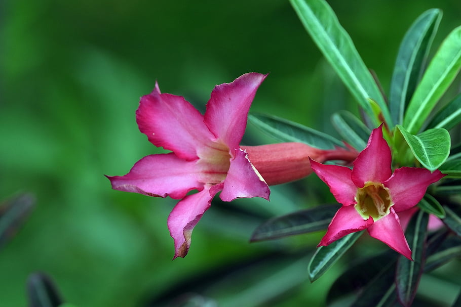 adenium, desert Roses, pink Flowers, flora, nature, garden, flower