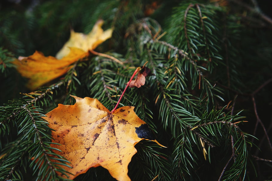 foglio, acero, autunno, giallo, verde, foresta, natura, abete rosso, ramo