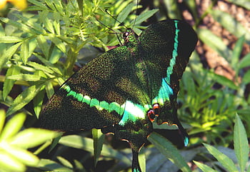 Green and Black Swallowtail Butterfly, green leaf plant, emerald swallowtail butterfly, close-up, green leaves, garden, butterfly, nature, wildlife, insect, flora
