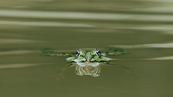 rana, rana de árbol, sapo, anfibio, naturaleza, estanque, de cerca, fauna silvestre, macro, verde