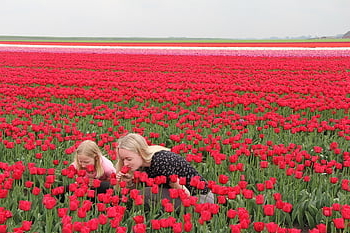 tavaszi, holland tavasz, tulipán, tulipán mező, Hollandia, gyönyörű virágok, virág háttér, észak-holland, virág háttérkép, virágok, holland lányok
