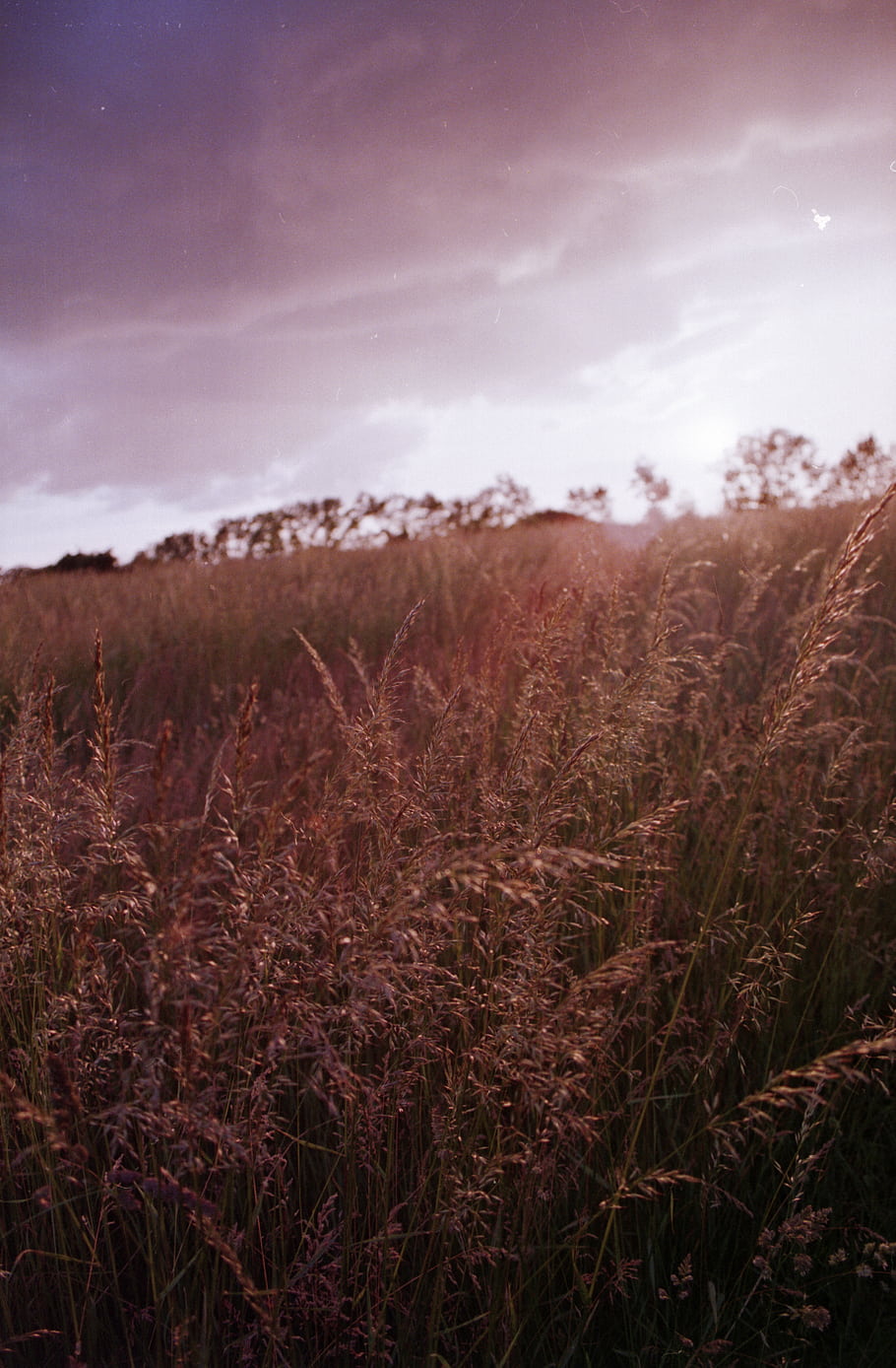 campo d'erba, tramonto, cielo viola, atmosfera calma, canon eos 600, Fuji Superia 200, film scaduto, paesaggio naturale, Scena serena, clima tempestoso, alberi a distanza